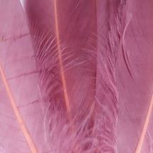 35 ΑΝΟΙΧΤΟ ΡΟΖ ΒΙΝΤΑΖ